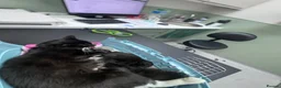 Persian cats for sale: 🤎Persian,Maincoon🤎 - Advert 19