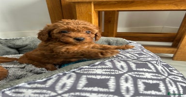Toy Poodle dogs - Advert 4