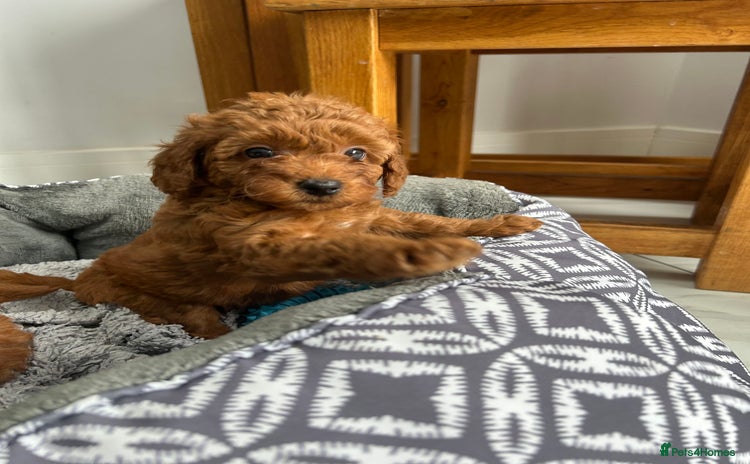 Toy Poodle dogs - Advert 1
