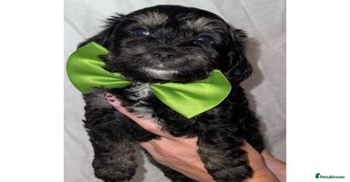 Doxiepoo dogs - Advert 16