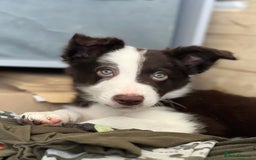 Border Collie dogs for stud: Chase - red & white BC for stud - Image 13