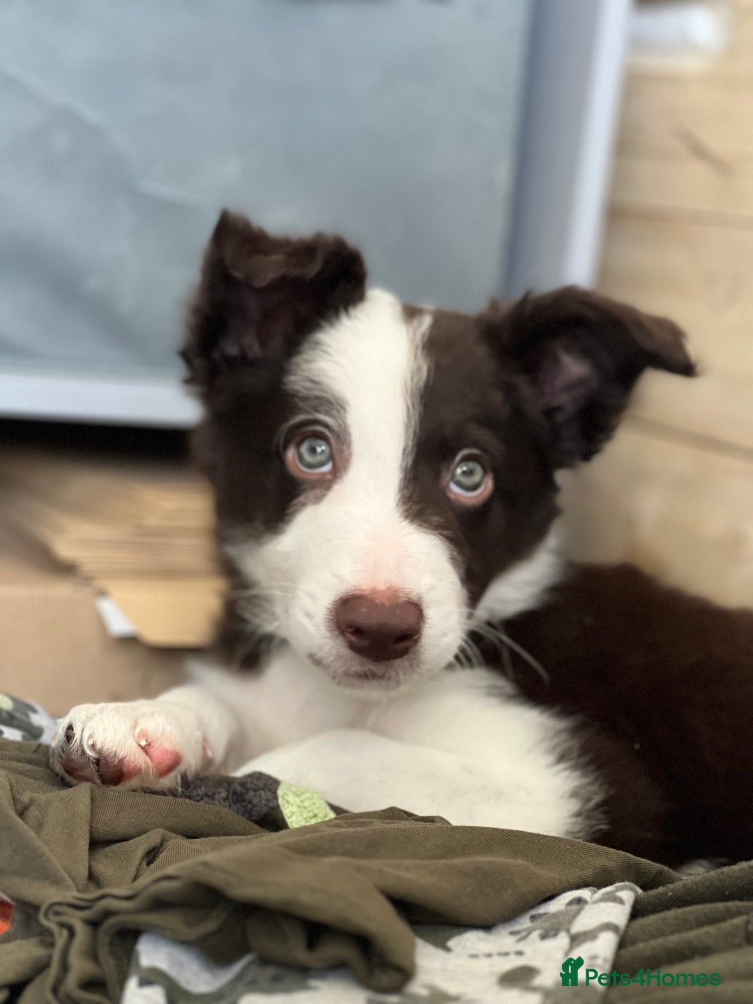 Border Collie dogs for stud: Chase - red & white BC for stud - Image 13