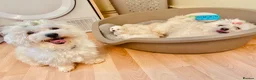 Maltese dogs for sale: Maltese puppies ready for new homes! 🐶 - Advert 24
