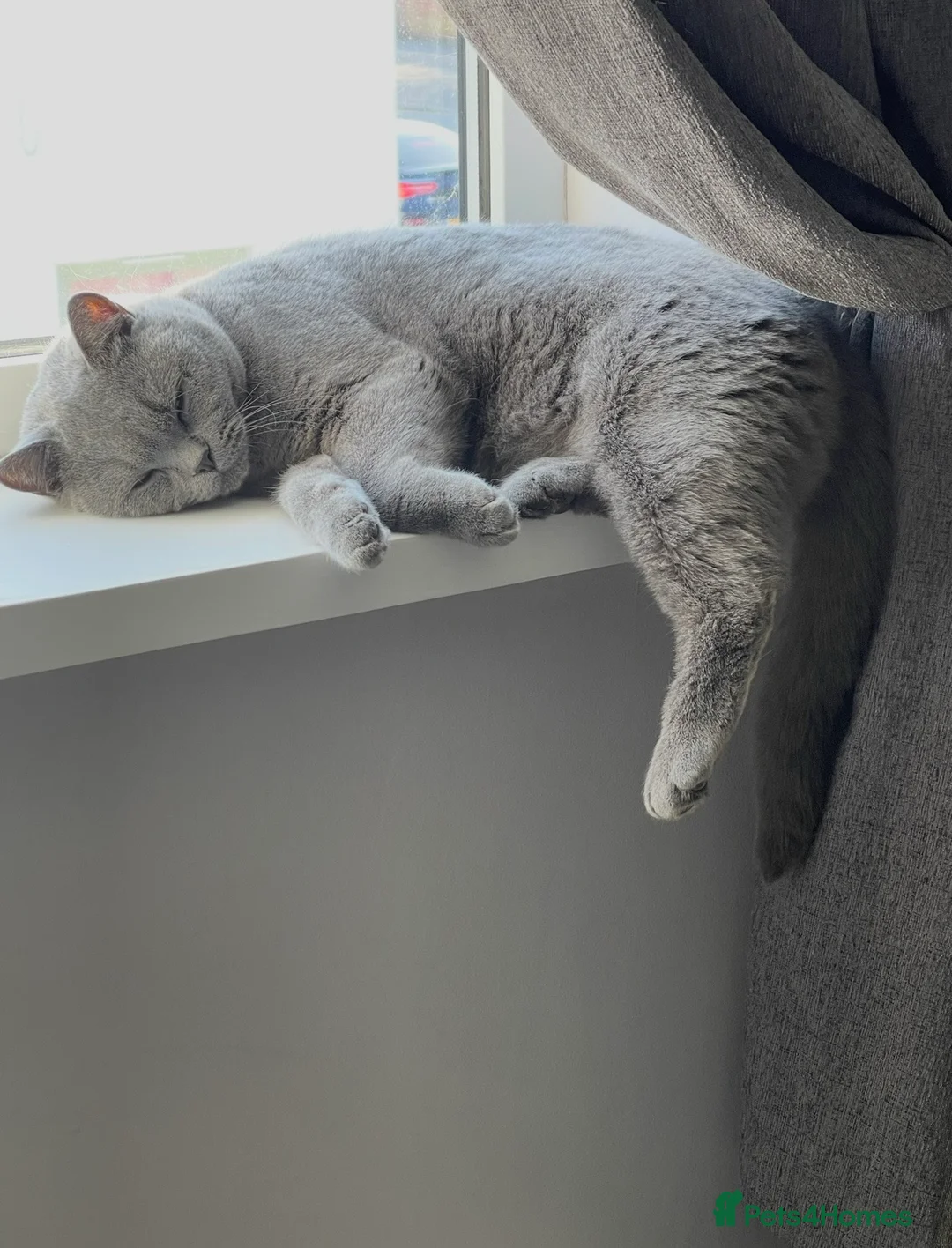 British Shorthair cats for sale: Stunning 5 year old British Blue Shorthair - Advert 2