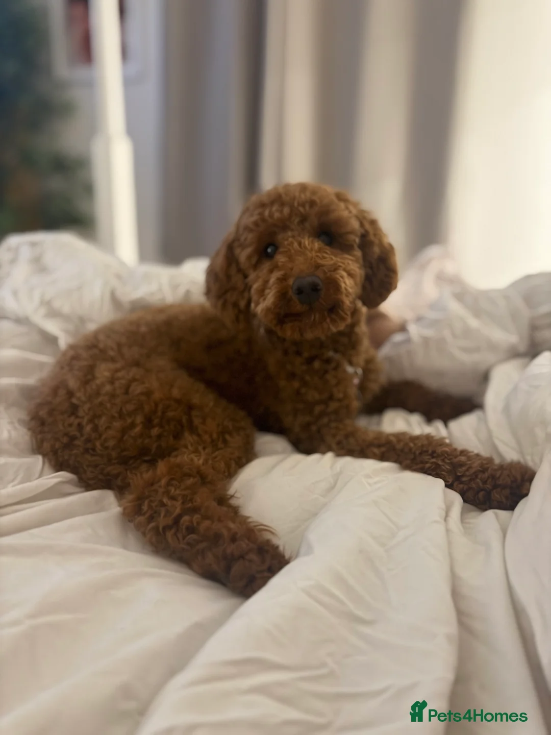 Miniature Poodle dogs for sale: Beautiful Miniature Poodle Female  - Advert 13
