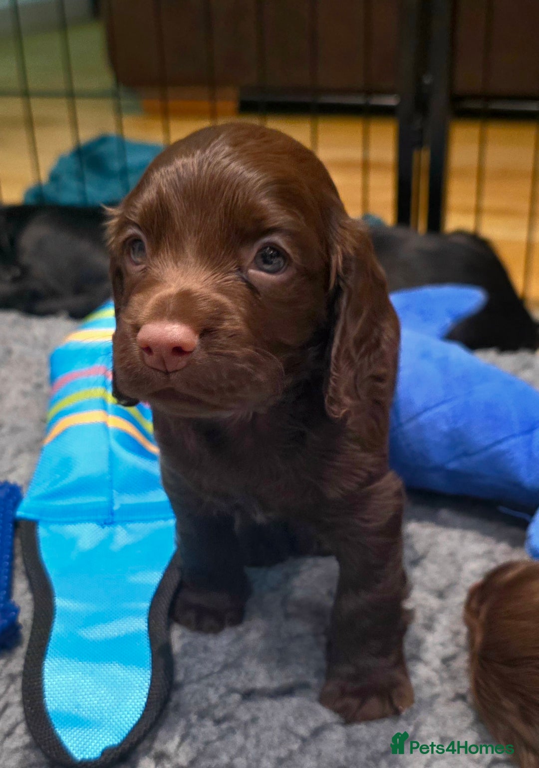 Cocker Spaniel dogs for sale: Exceptional Working Cocker Spaniel Pups - Advert 10
