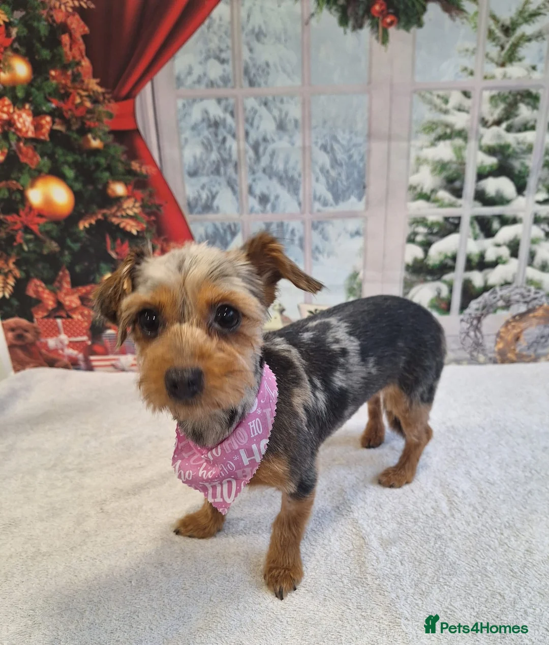 Mixed Breed dogs for sale: Miniature dachshund pomeranian sausage dog small  - Advert 10