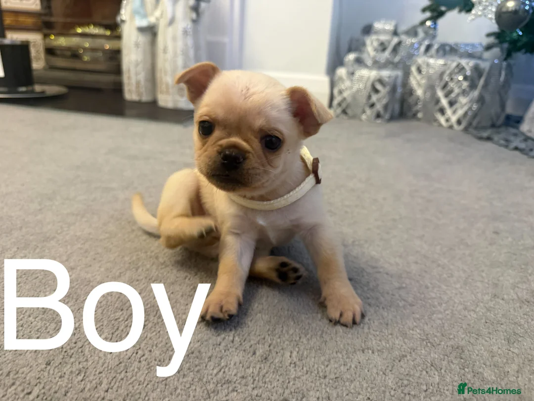 Mixed Breed dogs for sale: Chug/frug puppies for sale - Advert 6