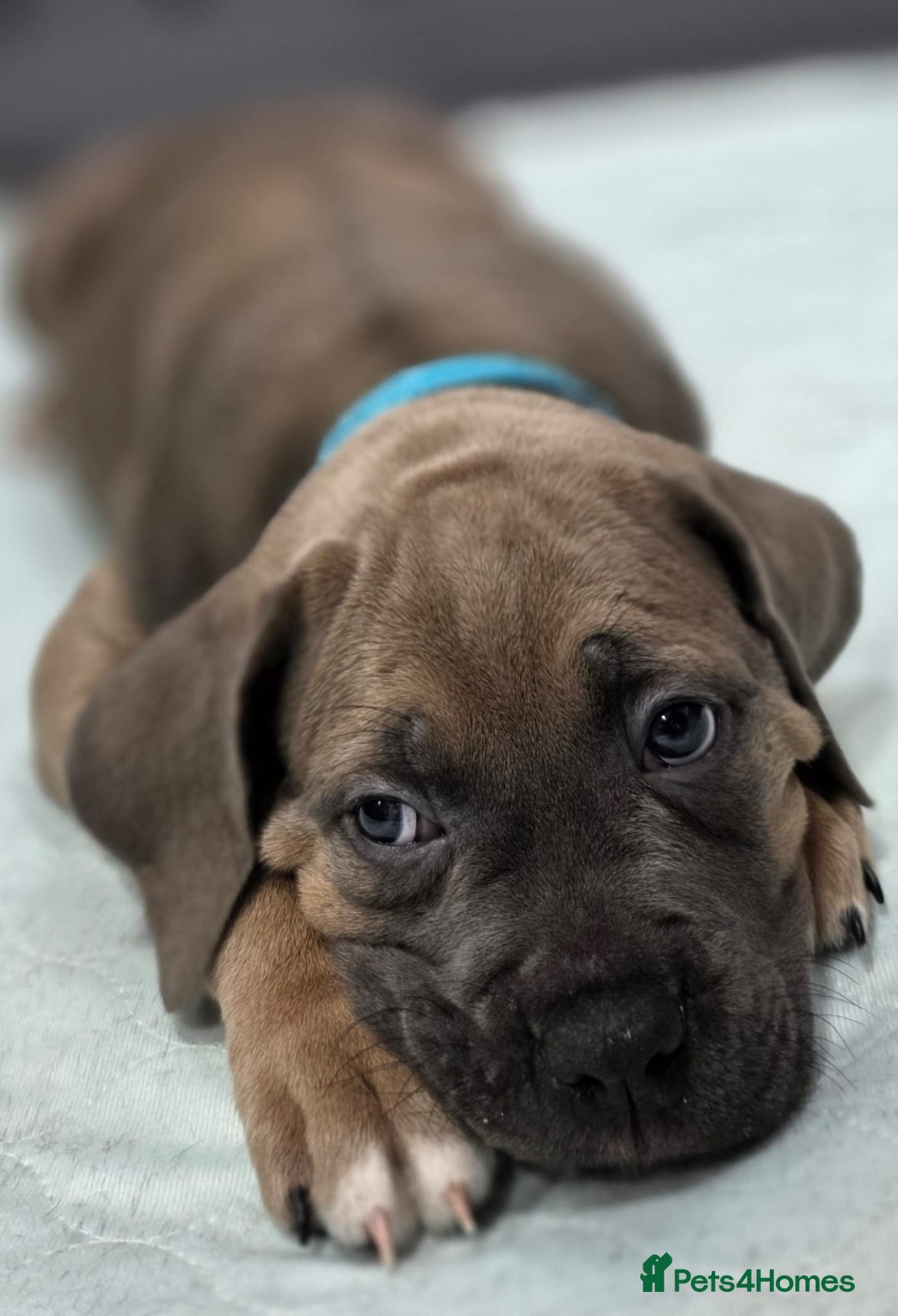 Cane Corso dogs for sale: Excellent Formentino Corso male puppies for sale.  - Image 10