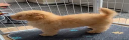 Toy Poodle dogs for sale: Stunning apricot toy poodle - Advert 3