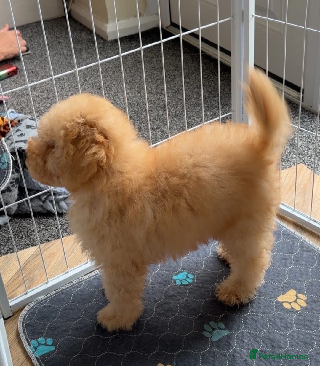 Toy Poodle dogs for sale: Stunning apricot toy poodle - Advert 3