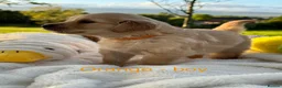 Golden Retriever dogs for sale: MGolden Retriever Puppies – Ready from 12th June - Advert 2