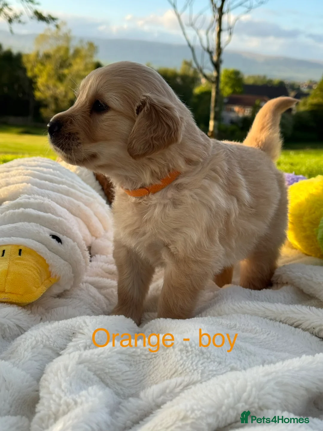 Golden Retriever dogs for sale: MGolden Retriever Puppies – Ready from 12th June - Advert 2