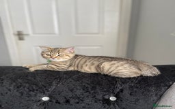 Scottish Fold cats for sale: Scotish Fold for Sale! Summer Holiday baby's! - Image 5