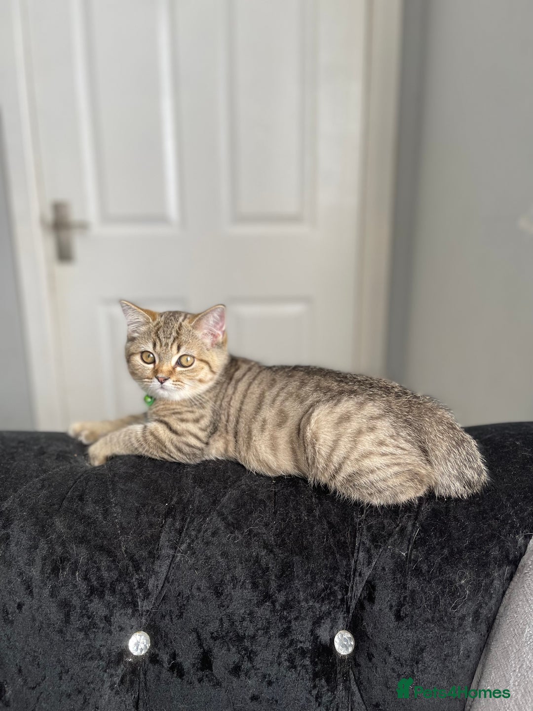 Scottish Fold cats for sale: Scotish Fold for Sale! Summer Holiday baby's! - Image 5