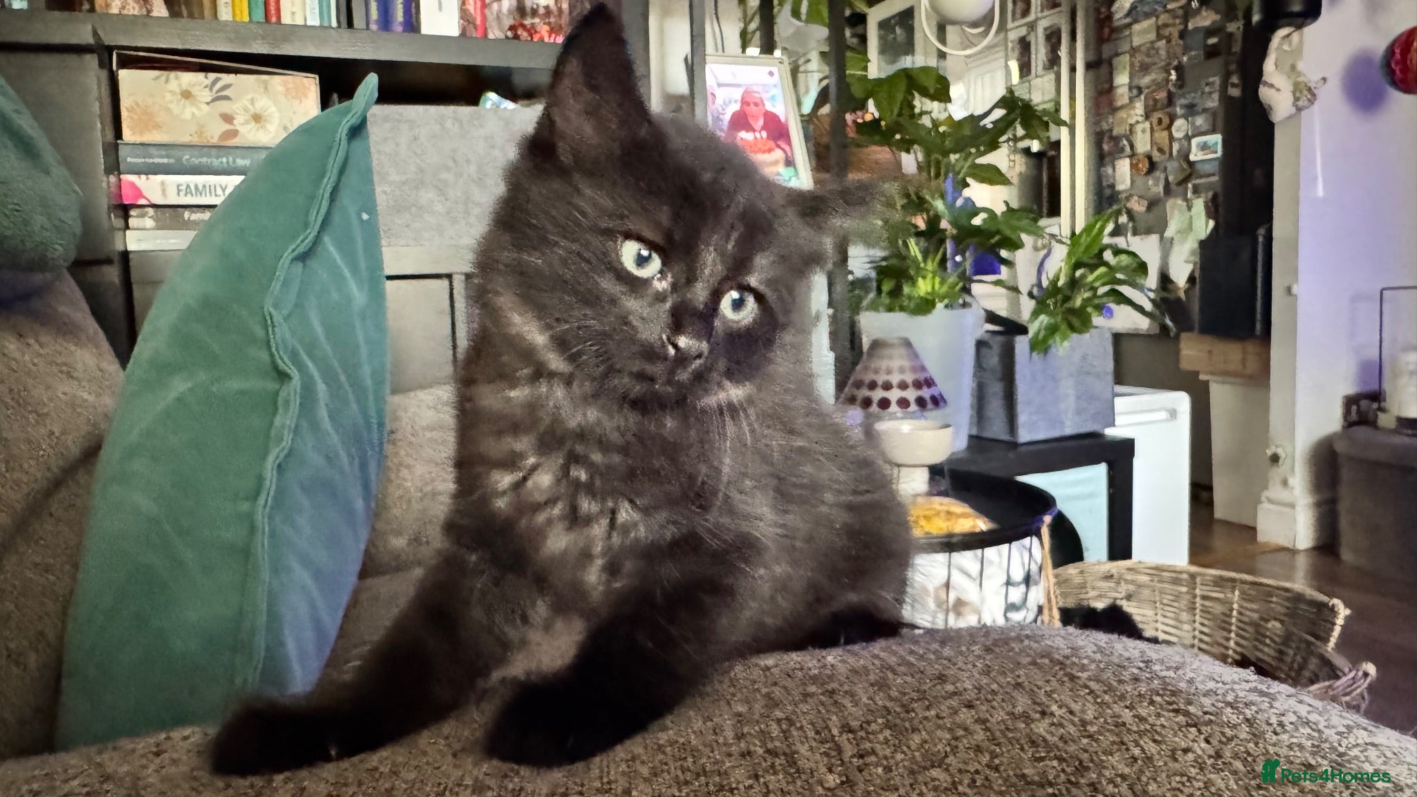 Mixed Breed cats Beautiful 🐈‍⬛ kittens x - Advert 1
