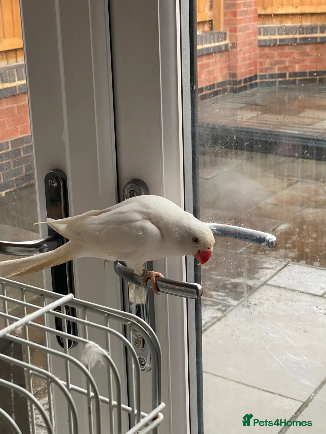 Parakeets birds for sale: Beautiful White Parakeet male 1yr old semi tamed - Advert 6