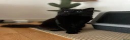 Mixed Breed cats for sale: Male mix breed cat 10months old in Leeds - Advert 3