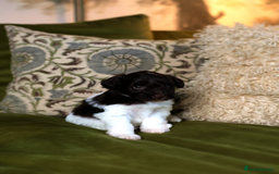 Mixed Breed dogs for sale: Adorable Schnoodle puppies  - Image 6