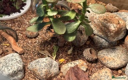 Beetles invertebrates for sale: Blue death feigning beetles with their set up  - Image 4