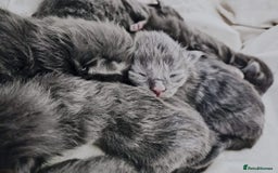 Maine Coon cats for sale: Blue Maine coon kittens  - Advert 5
