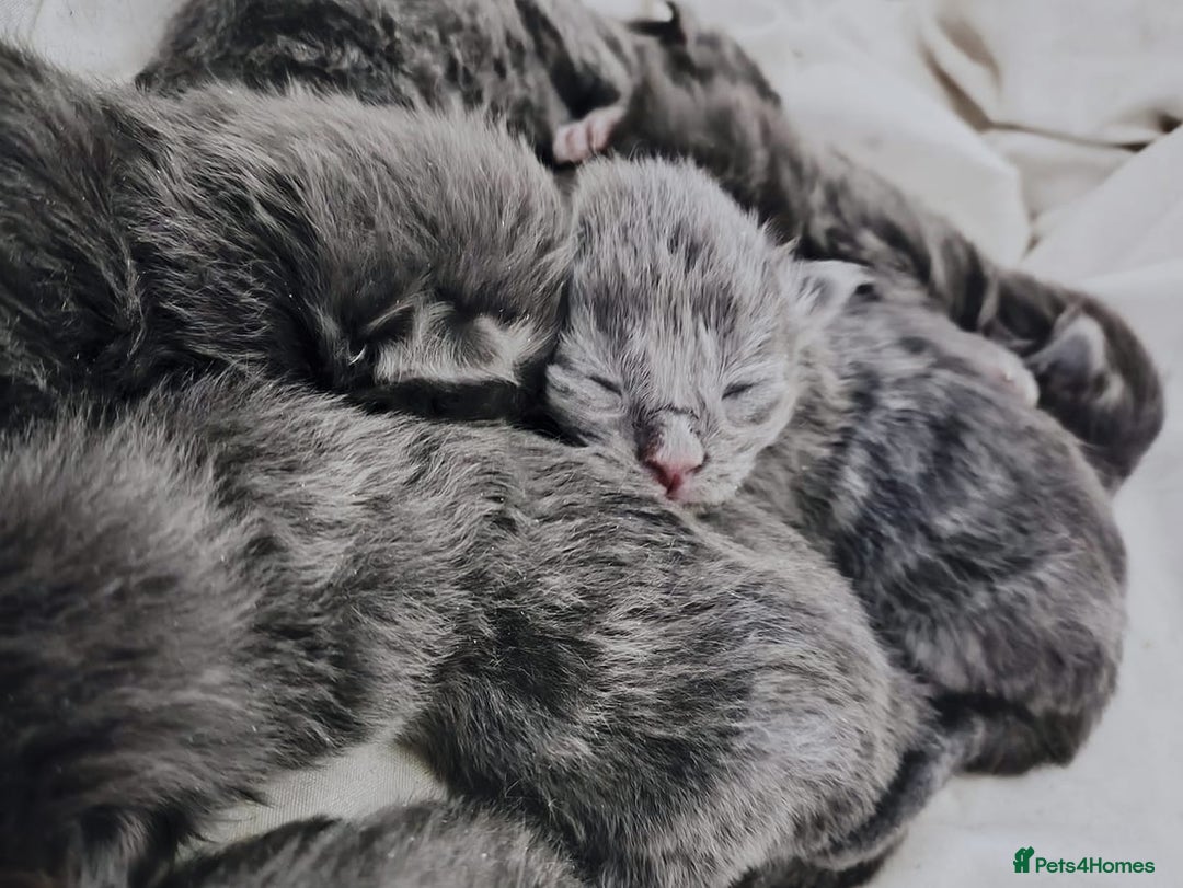 Maine Coon cats for sale: Blue Maine coon kittens  - Advert 5