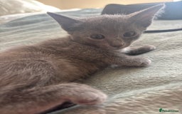 Scottish Fold cats for sale: Oriental shorthair x Scottish fold - Image 2