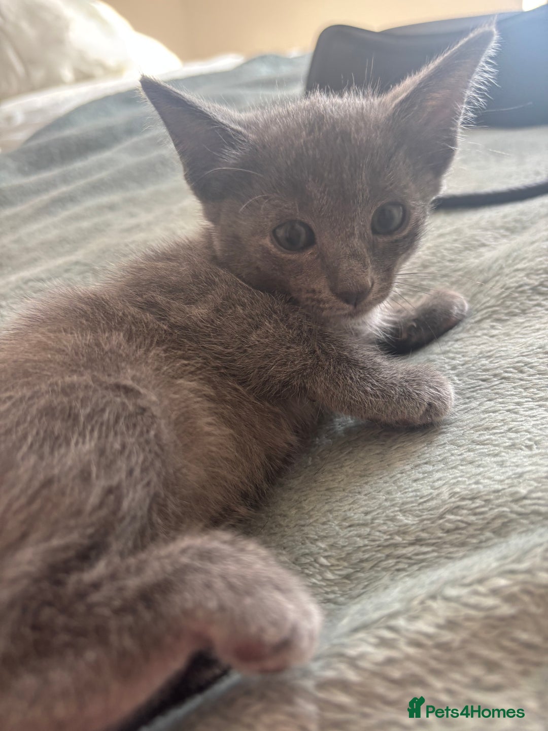 Scottish Fold cats for sale: Oriental shorthair x Scottish fold - Image 2