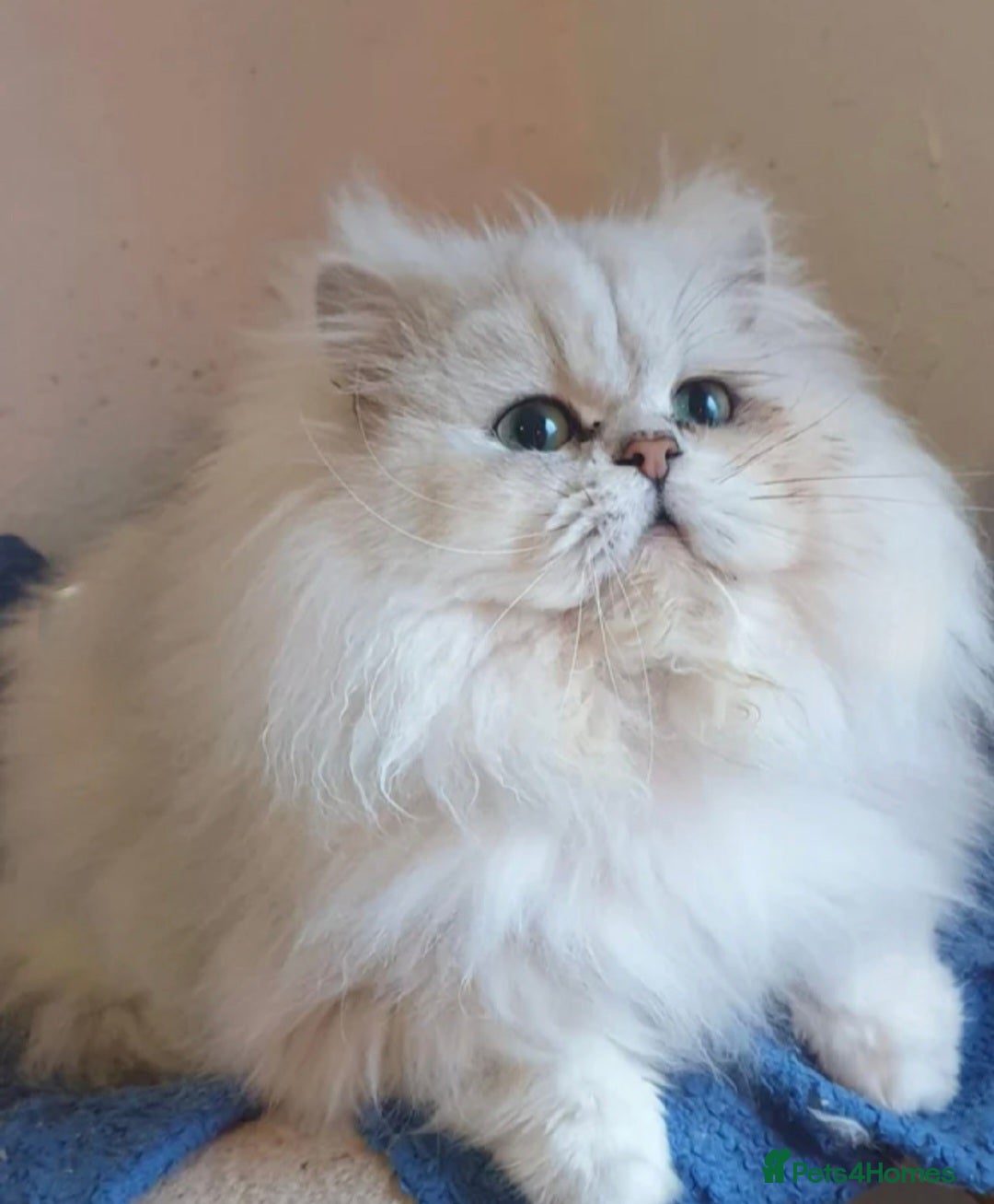 Persian cats ❤️PKD Clear Pedigree Chinchilla Persian Stud❤️ - Advert 4