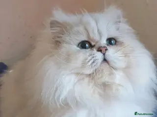 Persian cats ❤️PKD Clear Pedigree Chinchilla Persian Stud❤️ - Advert 4