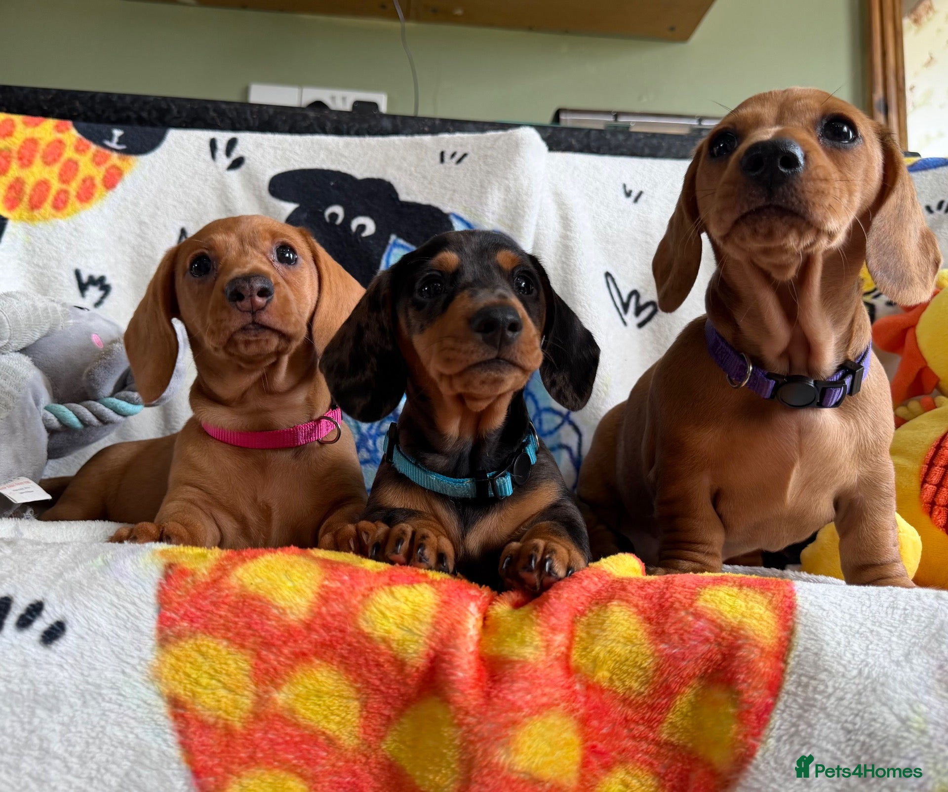 Miniature Dachshund dogs KC Mini Dachshund.  - Advert 1