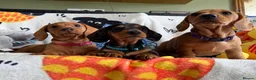 Miniature Dachshund dogs for sale: KC Mini Dachshund.  - Advert 1
