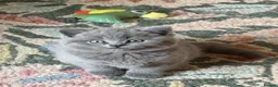 British Shorthair cats for sale: Chunky teddy bear GCCF British shorthair  - Advert 31