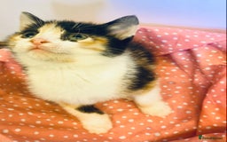 European cats for sale: Colourful kittens - Image 12