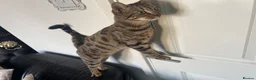 Bengal cats for sale: Bengal cross mix - Advert 3