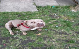 American Bull Staffy dogs for sale: Nala  - Image 3