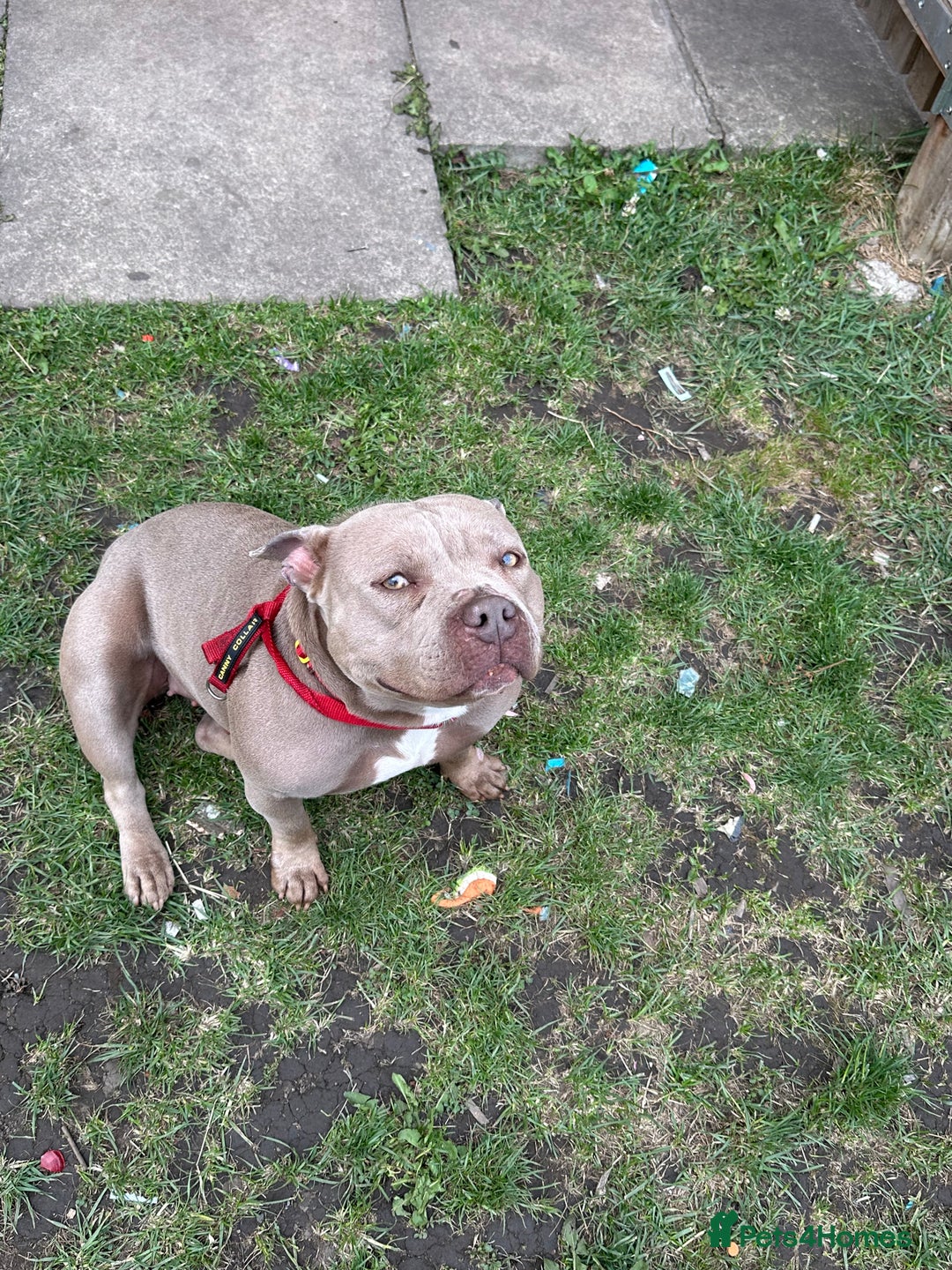 American Bull Staffy dogs for sale: Nala  - Image 3
