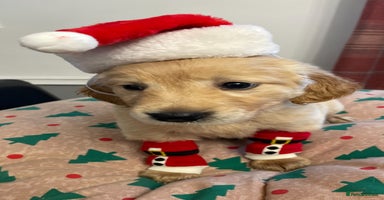 Golden Retriever dogs Rare & wonderful petite golden retrievers - Advert 14