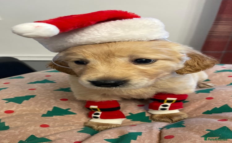 Golden Retriever dogs golden retrievers health certificated puppies  - Advert 7