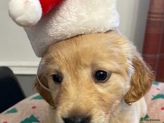 Golden Retriever dogs golden retrievers health certificated puppies - Advert 4