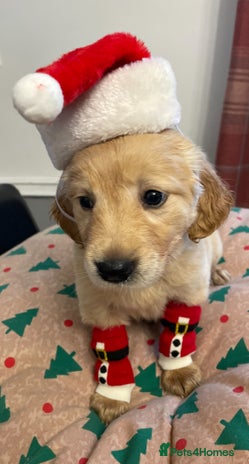 Golden Retriever dogs golden retrievers health certificated puppies - Advert 7