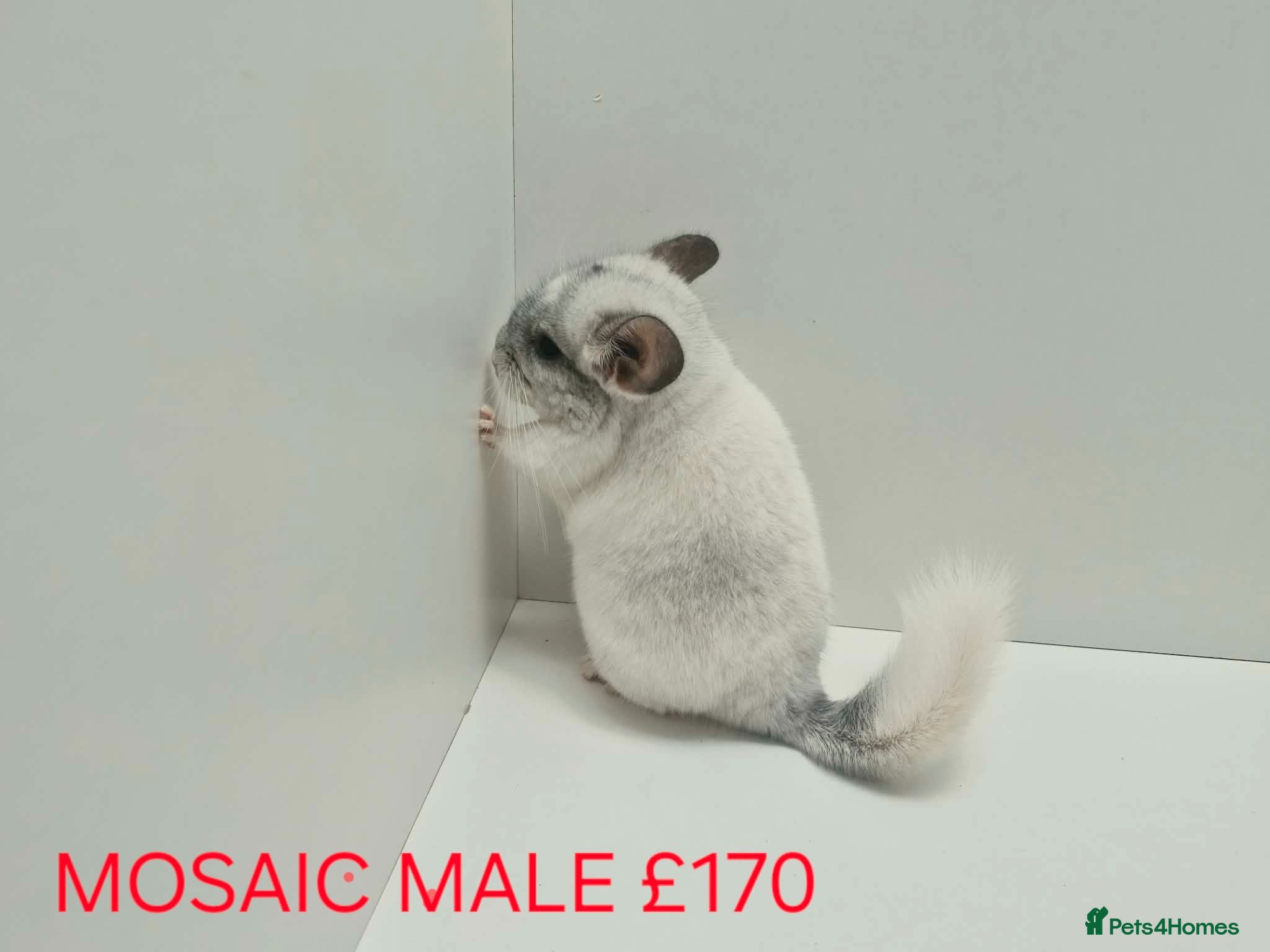 Chinchilla rodents HANDLED & TAME CHINCHILLA MIX COLOURS AND GENDER - Advert 2