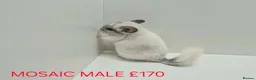 Chinchilla rodents for sale: HANDLED & TAME CHINCHILLA MIX COLOURS AND GENDER - Advert 3