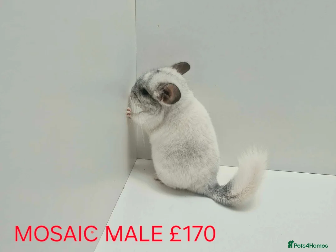 Chinchilla rodents for sale: HANDLED & TAME CHINCHILLA MIX COLOURS AND GENDER - Advert 2