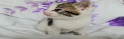 Mixed Breed cats for sale: Adorable & Playful Kittens Raised with Kids  - Advert 29