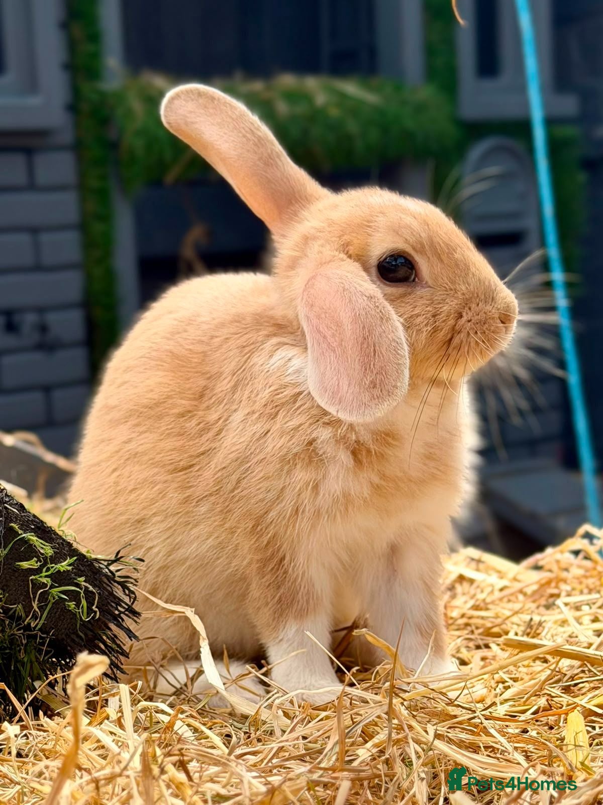 Mixed Breed rabbits 2 female bunnies 10 weeks ready to go! - Advert 1