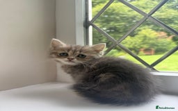British Shorthair cats for sale: British shorthair x Persian  - Image 1