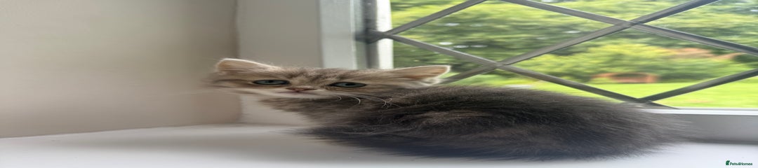 British Shorthair Kitten 2