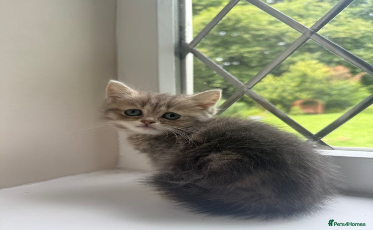 British Shorthair cats - Advert 11