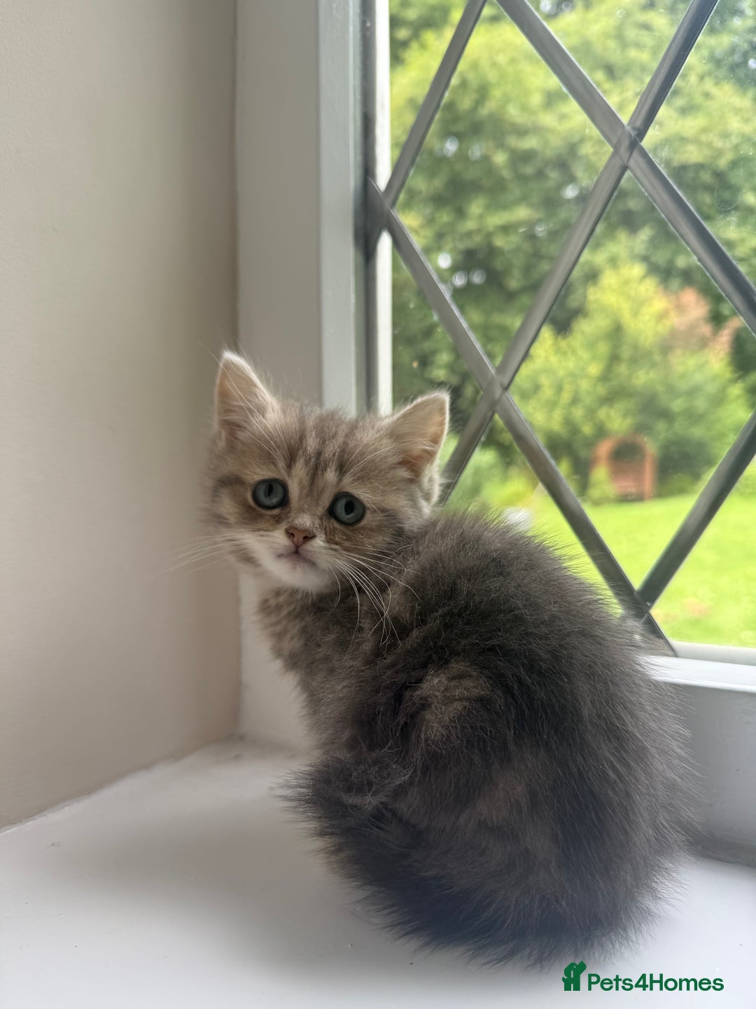 British Shorthair cats for sale: British shorthair x Persian  - Image 1